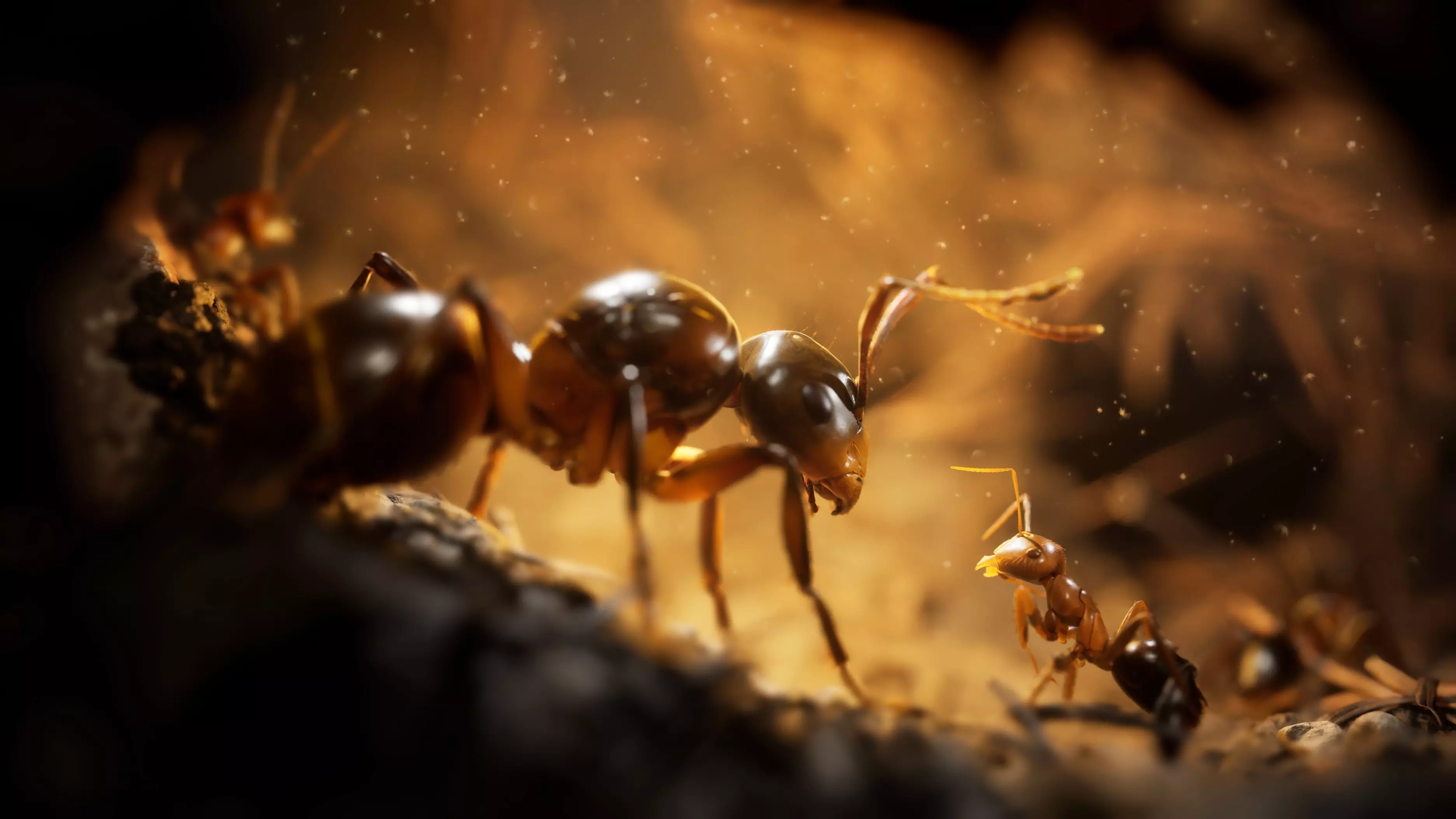 Image du jeu Empire of the Ants