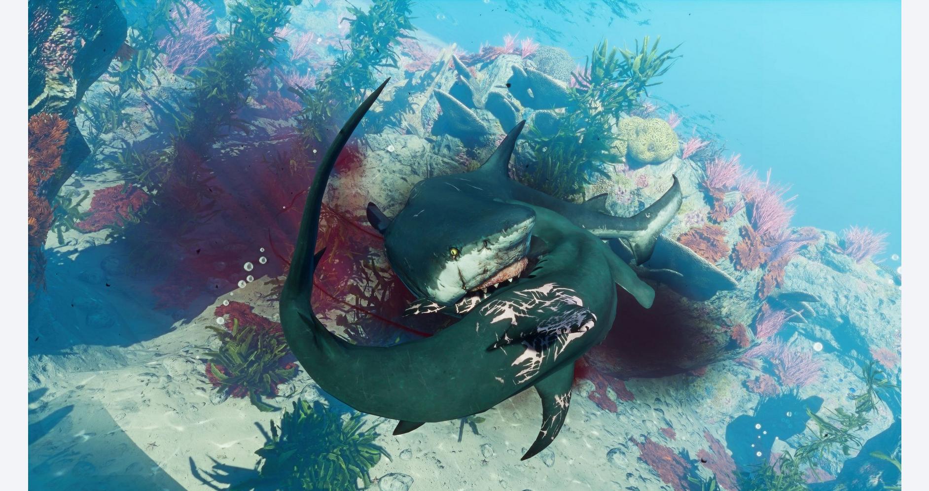 Prédation sous-marine époustouflante